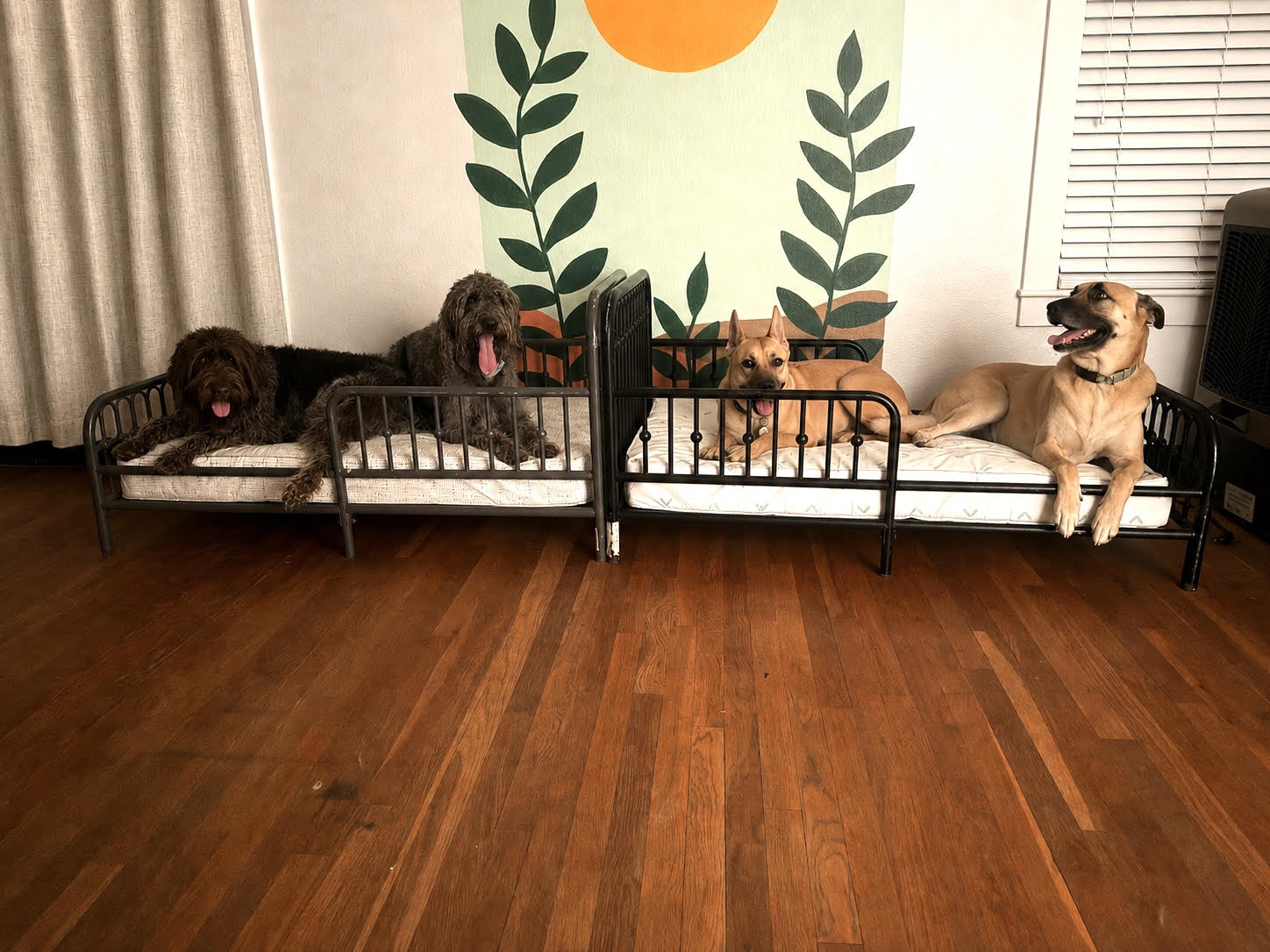 Dogs boarding at East Lamar