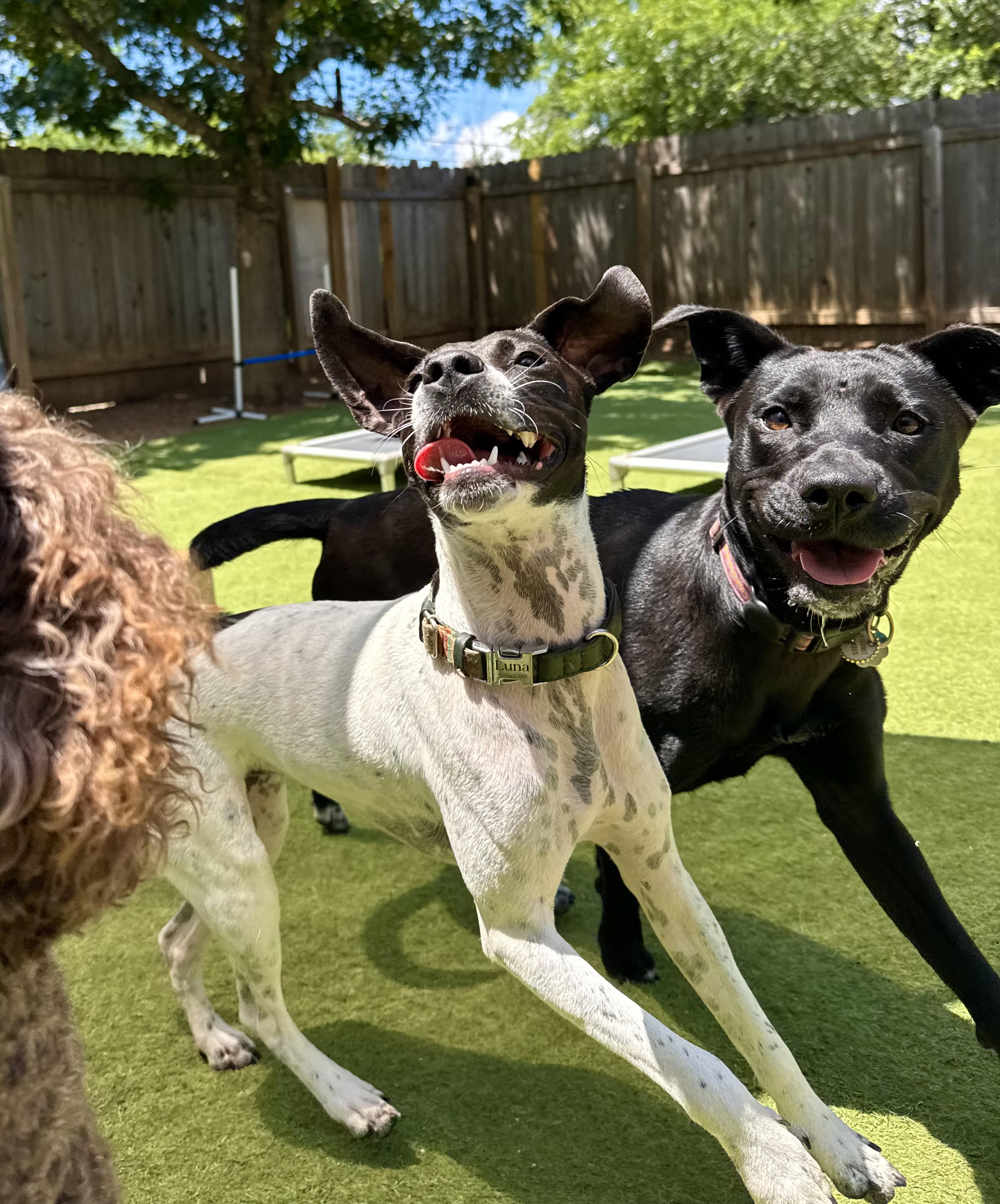 A group of dogs together at East Lamar
