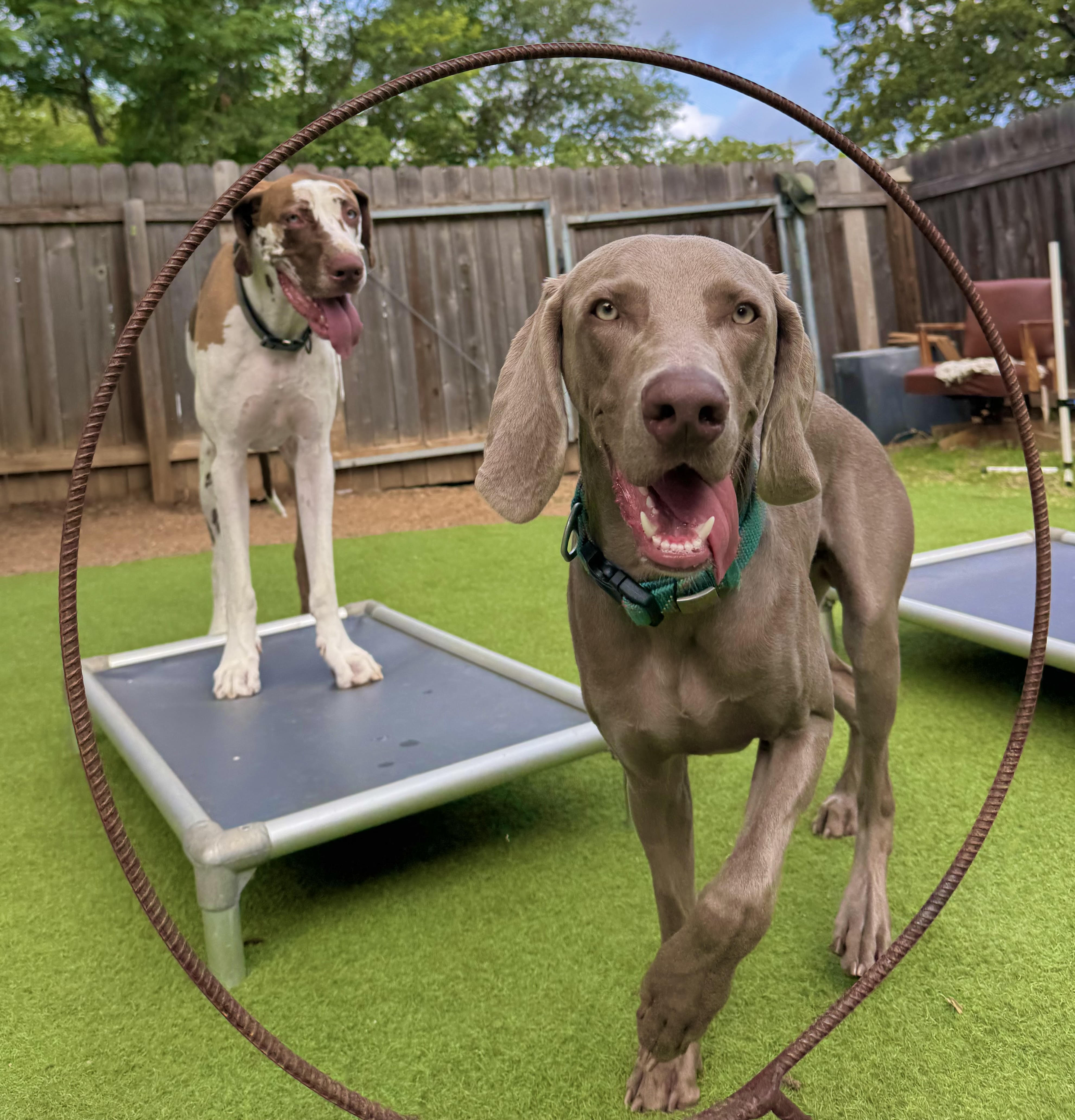 Two dogs at an evening social