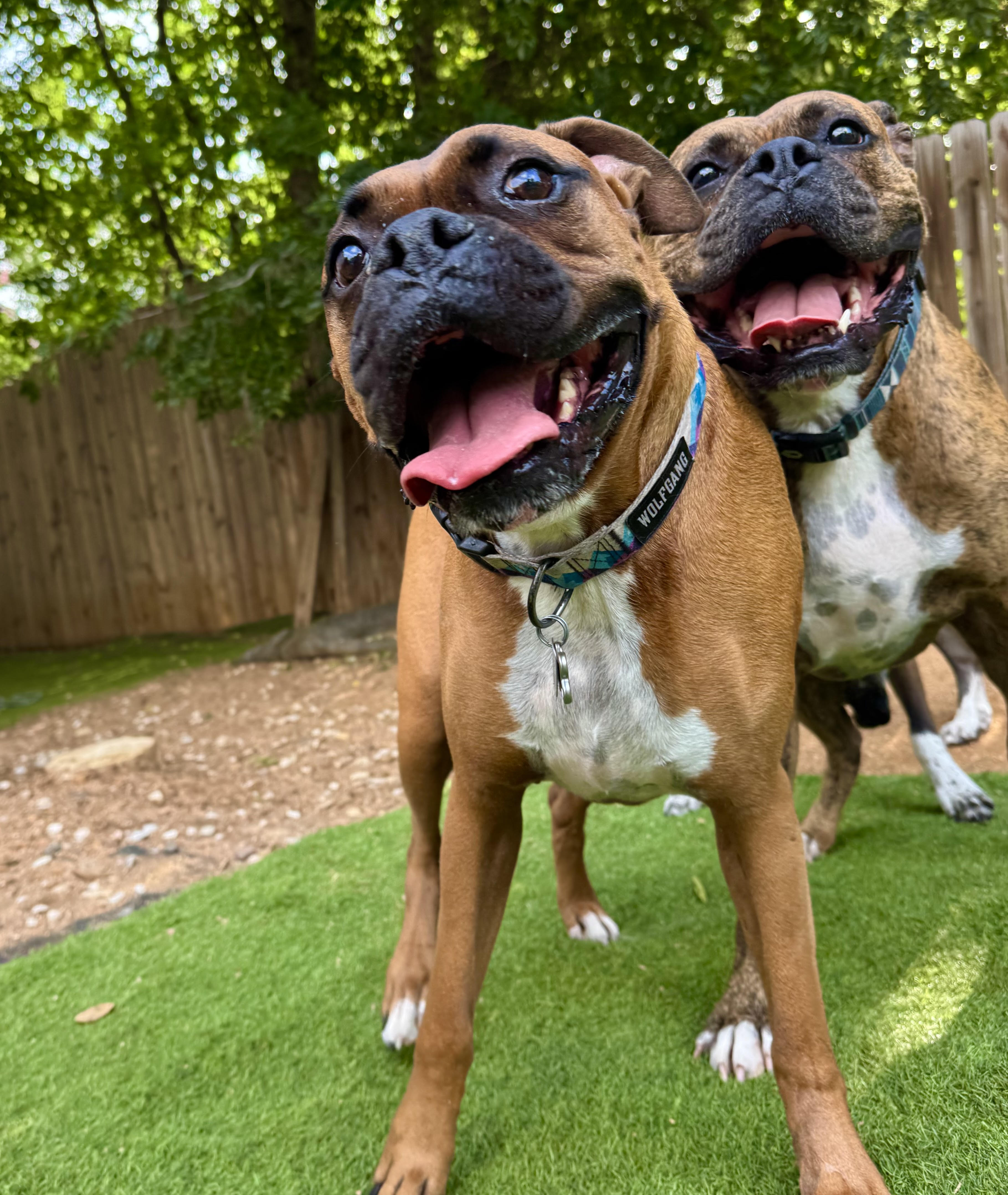 Two happy dogs in the yard