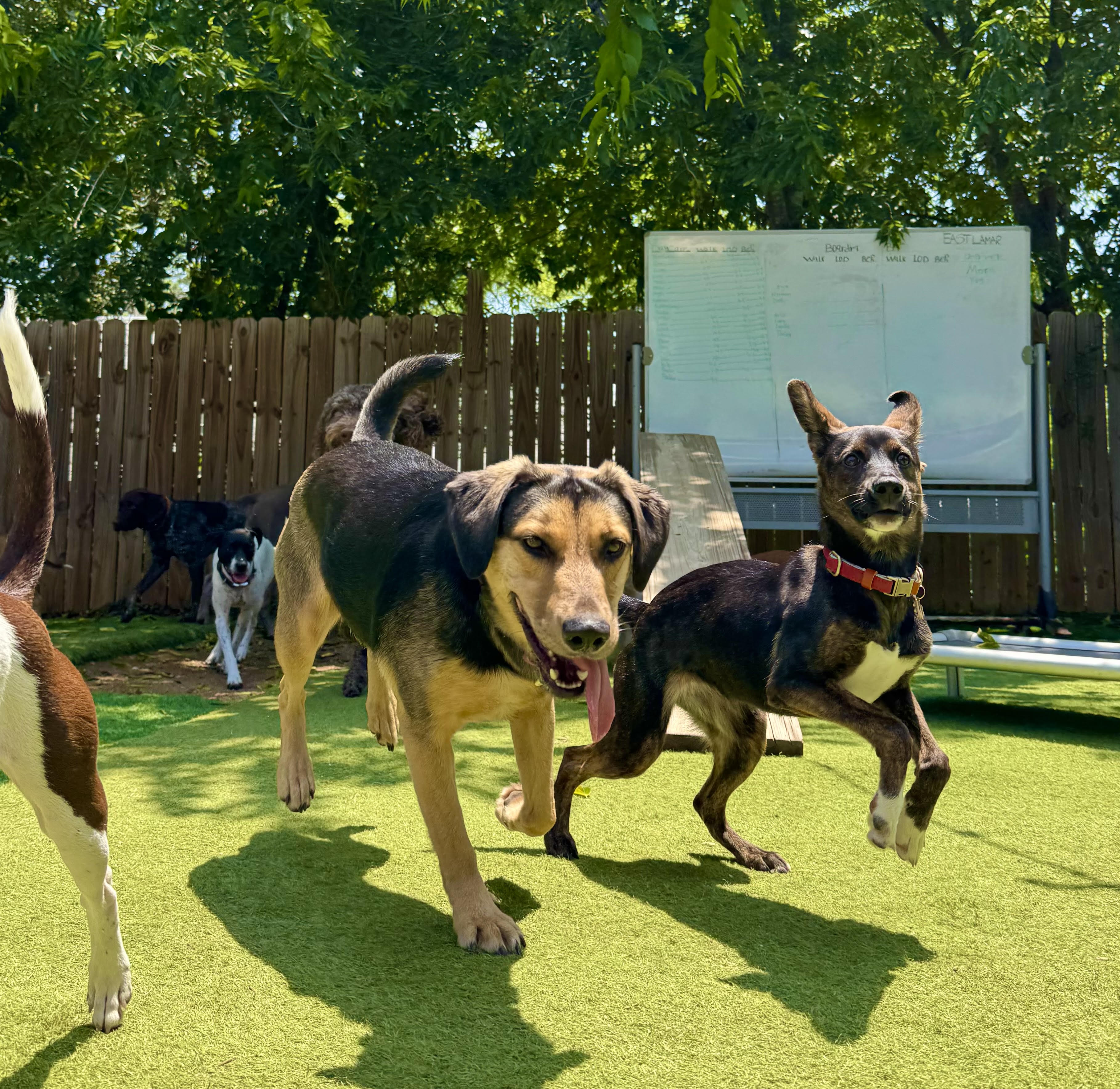 Dog jumping over an agility bar