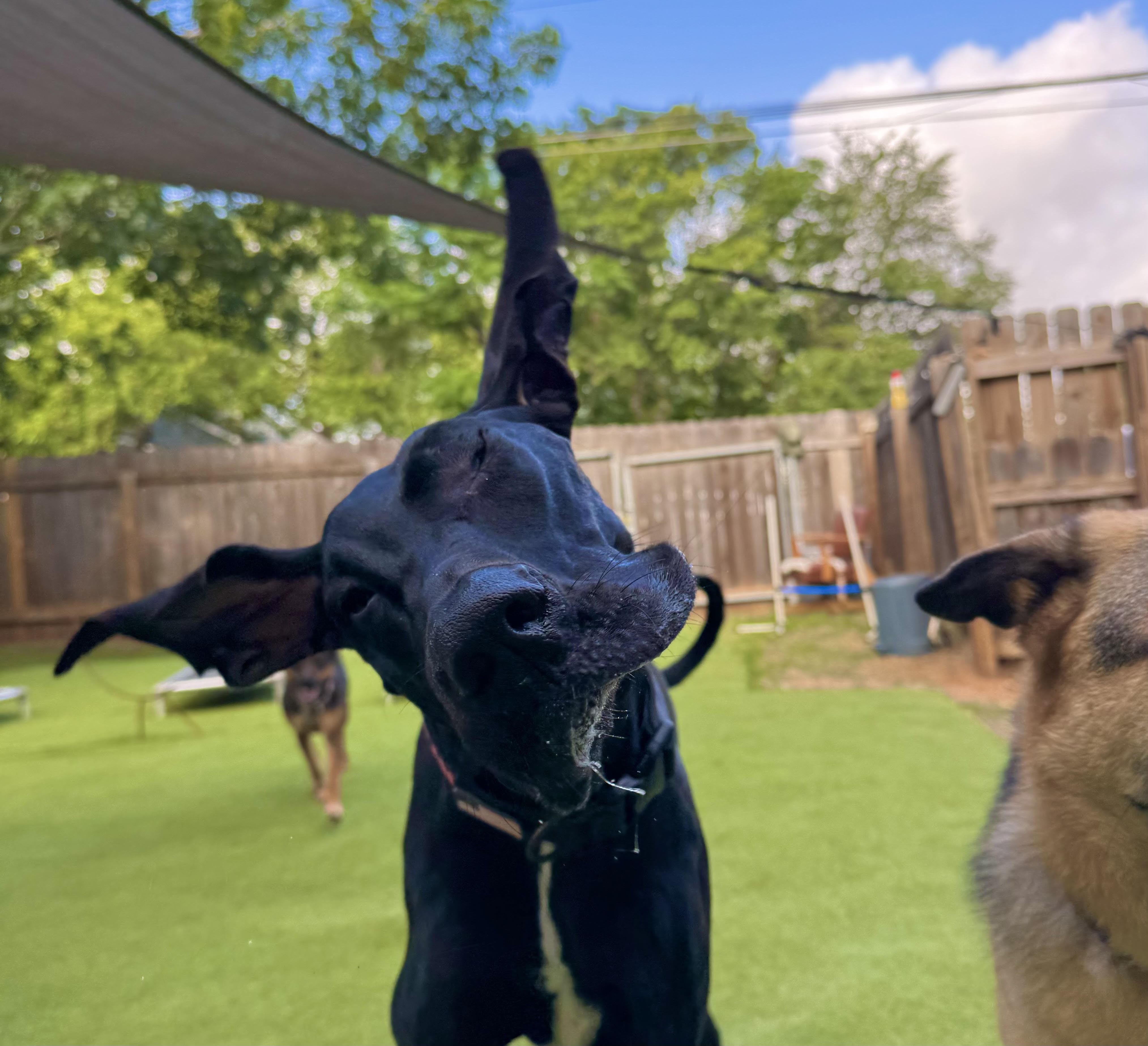 Two dogs at an evening social