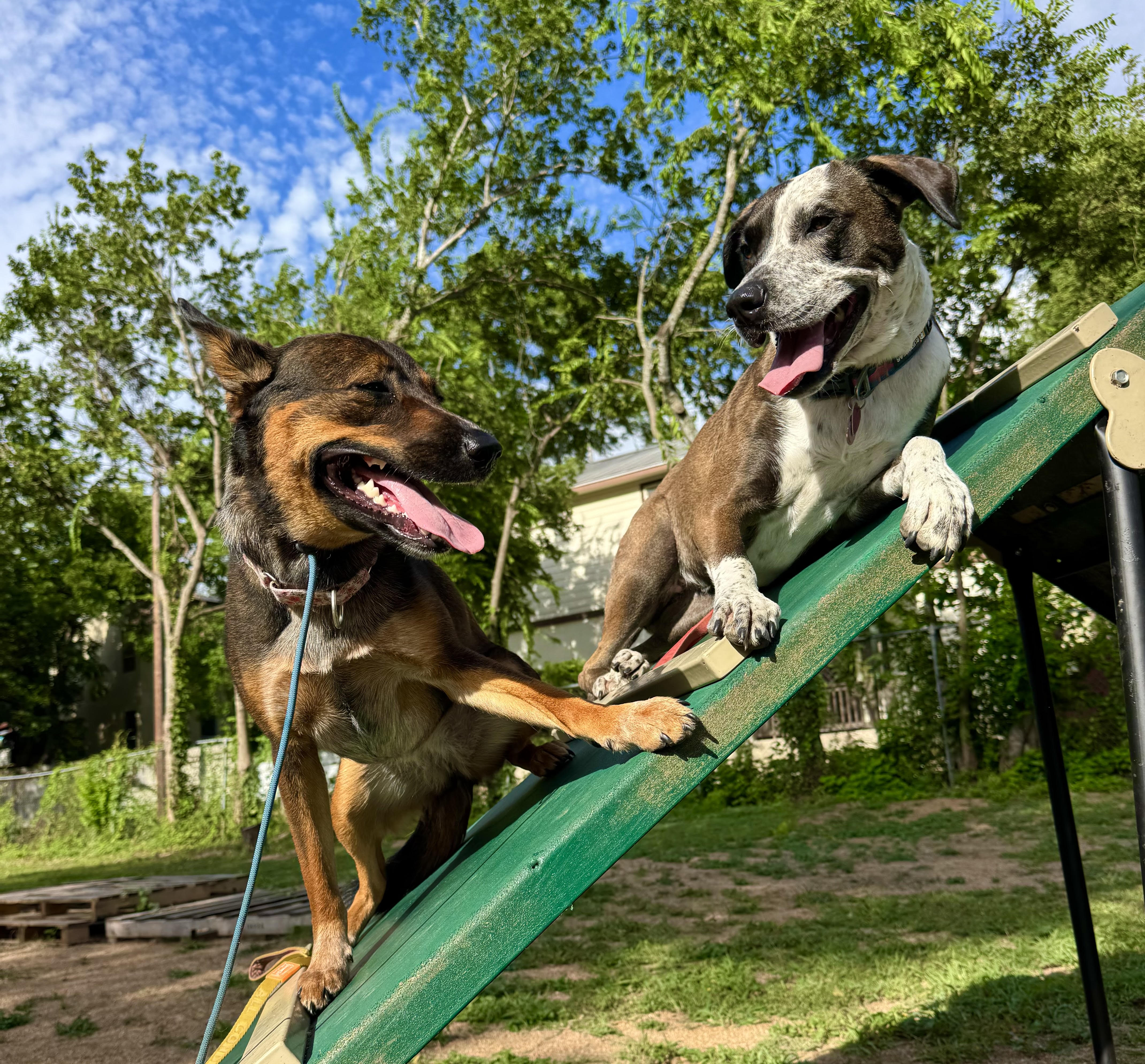 Dog playing in the daycare yard