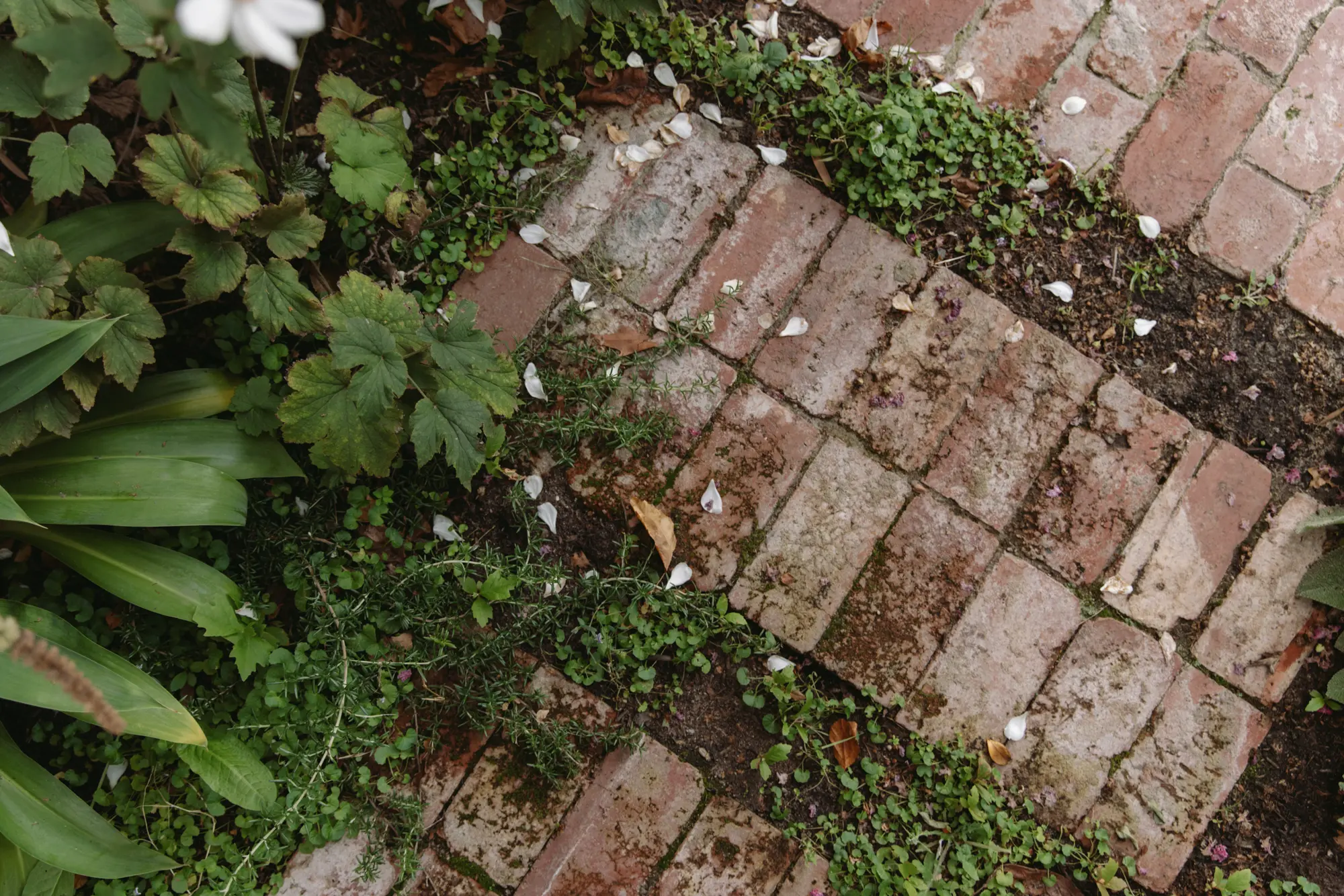 Close-up of mossy brick pathway with green plants and scattered white flower petals.