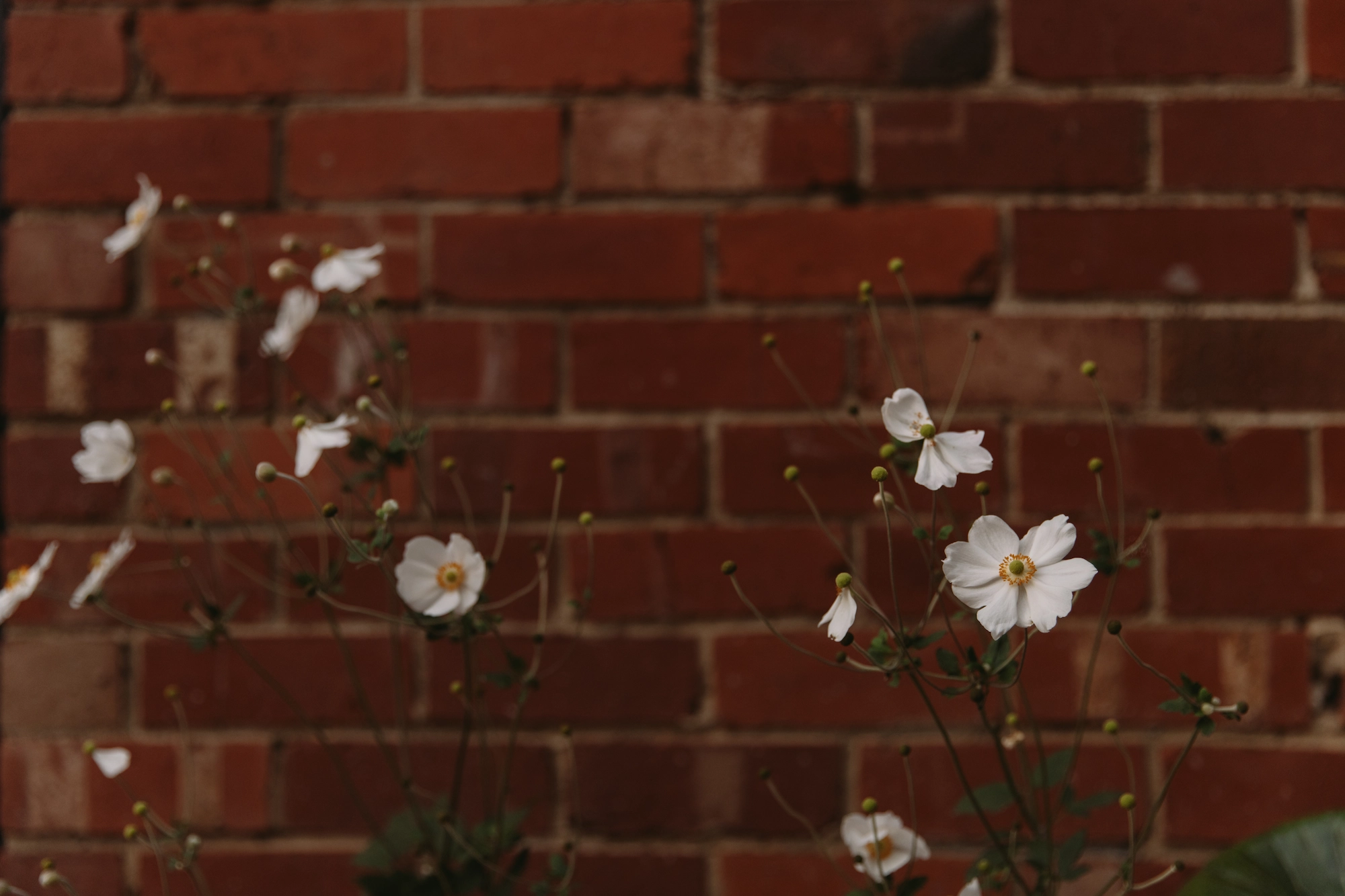 Delicate white flowers with round yellow centers and thin green stems in front of a red brick wall.