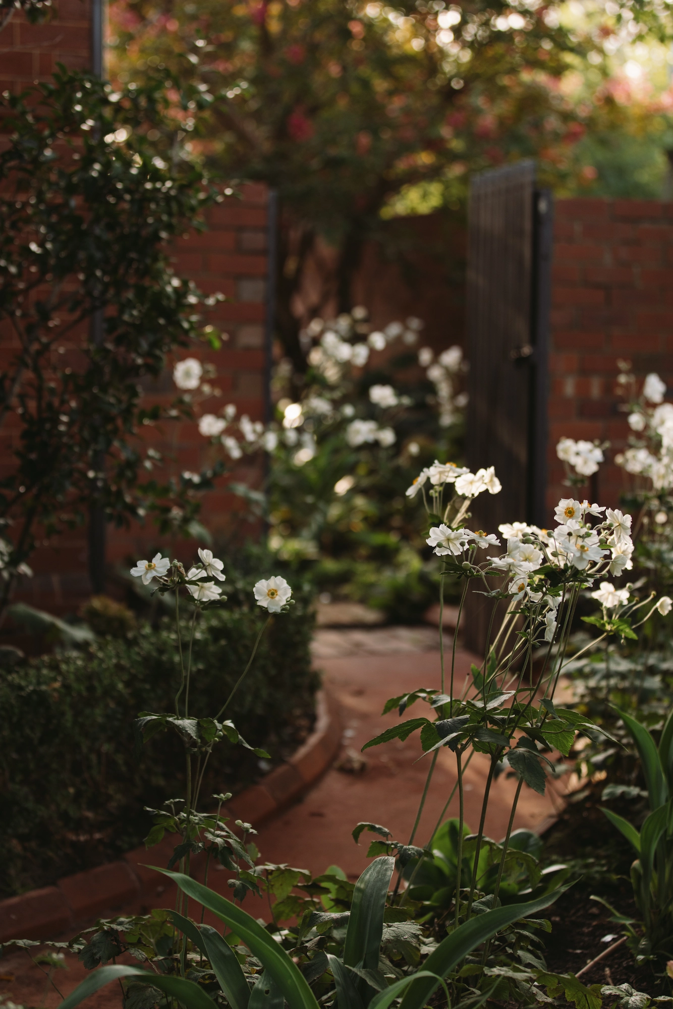 Clustered white flowers in the foreground of a layered garden bed, with climbing ivy on brick walls and a warm terracotta paved pathway visible in soft focus beyond.