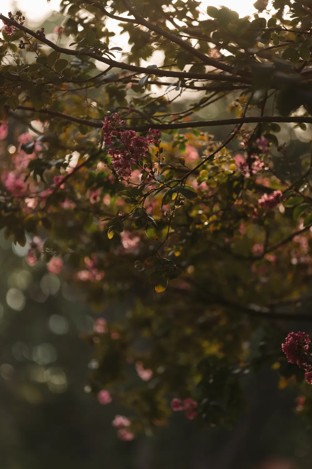 A tree full of pink flowers