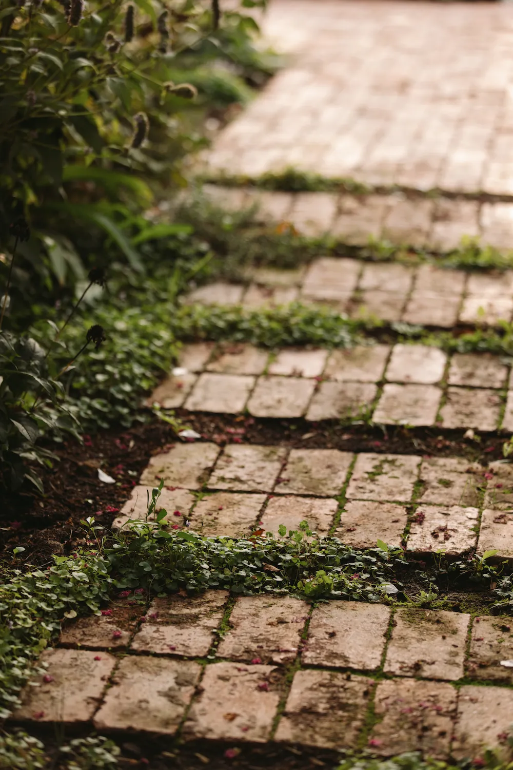 A red brick path with greenery growing through the cracks