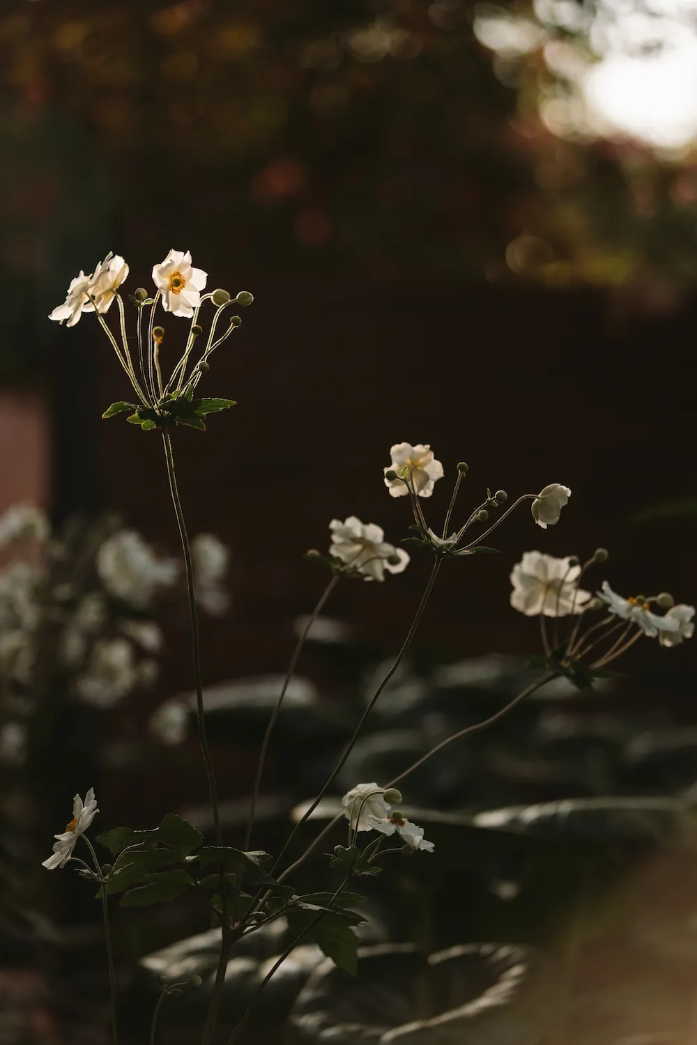 White flowers