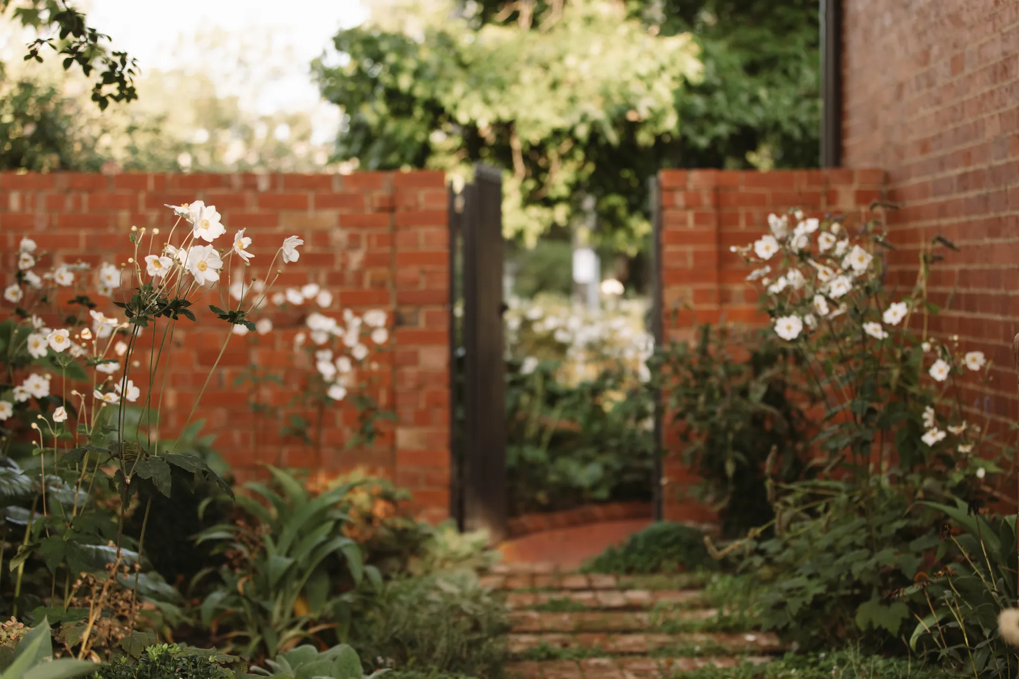 Red brick wall with white flowers growing around it