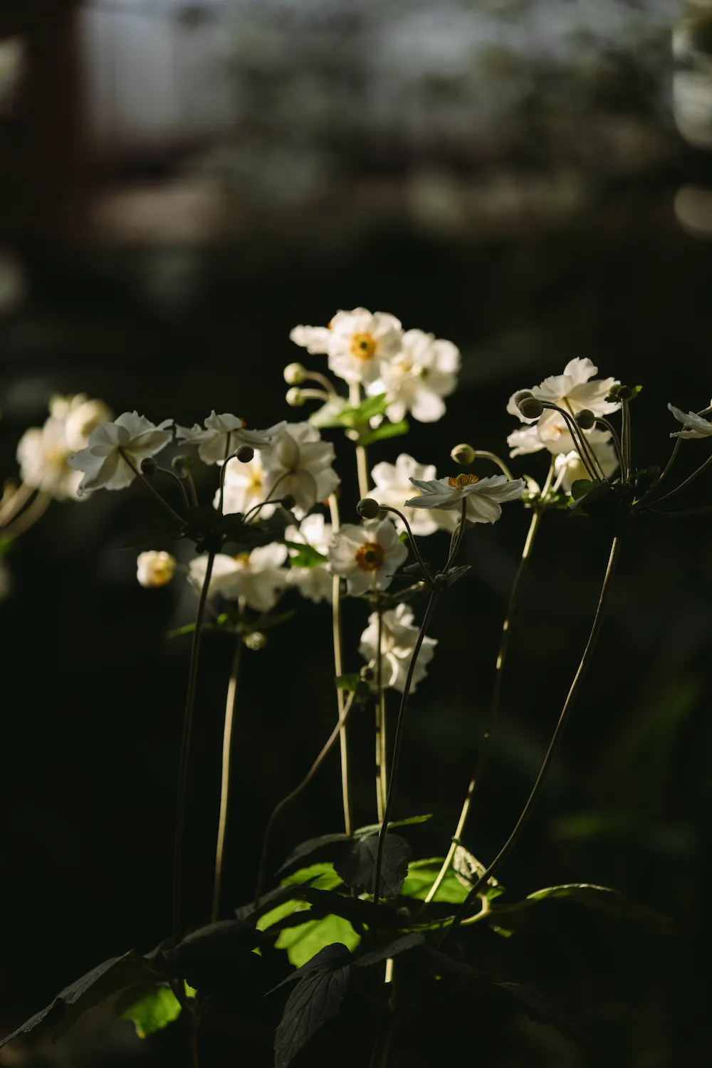 White flowers dappled in sunlight