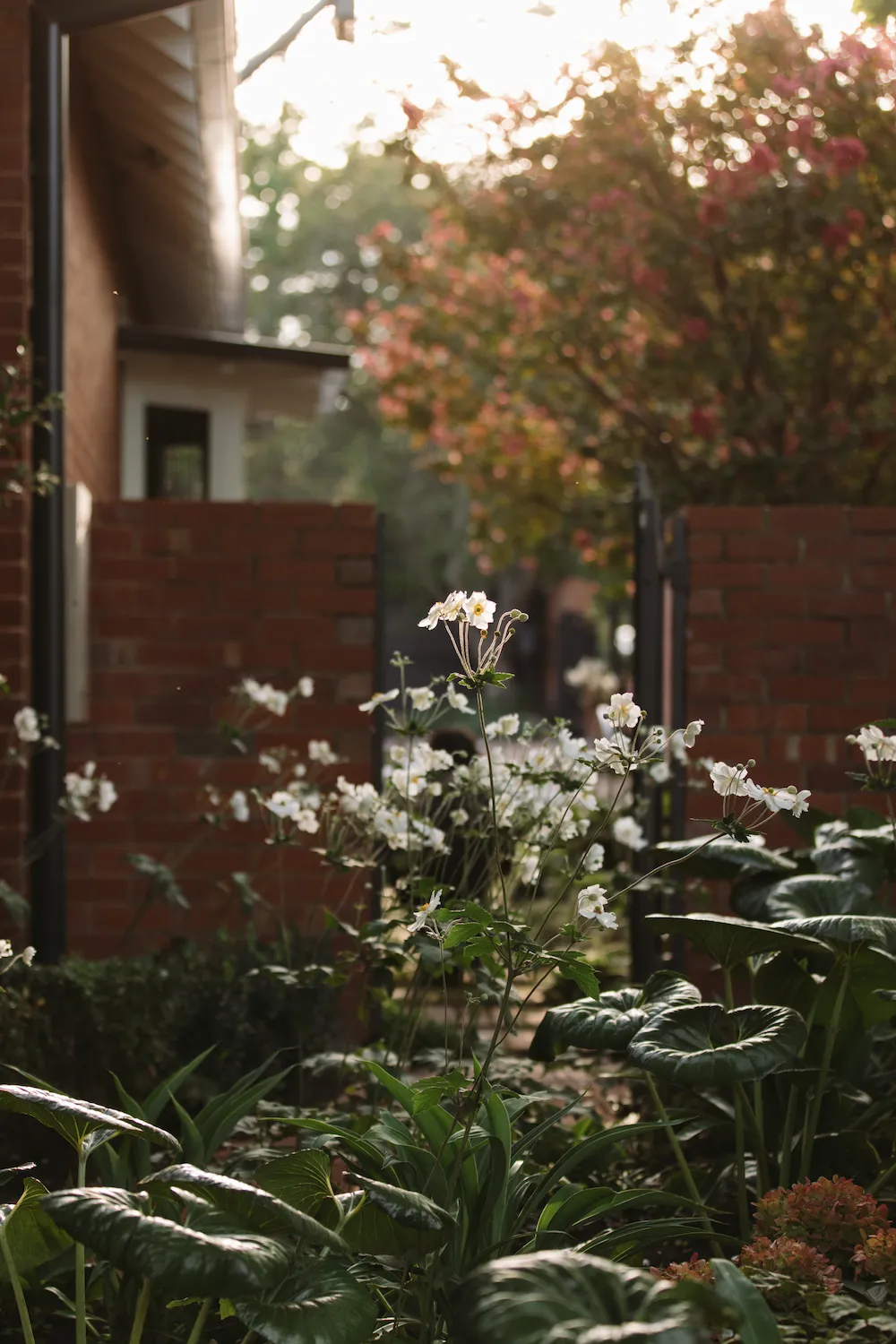 White flowers growing alongside a red brick house