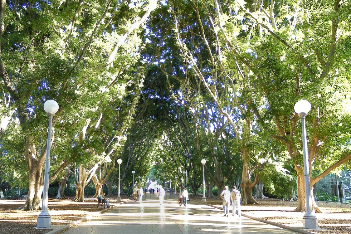 trees in Hyde Park, Sydney
