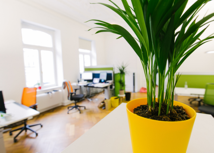 sustainable office tip add plants