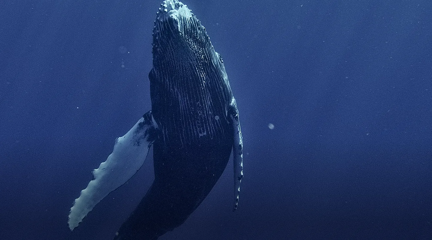 A humpback whale swimming upward in dark blue ocean water with one white flipper visible.