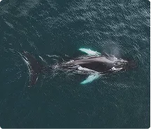Aerial view of an orca swimming in dark ocean water.