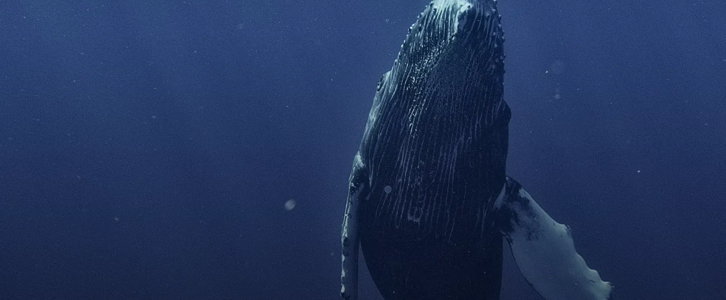 Humpback whale dipping head downward underwater in deep blue ocean.