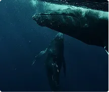 Two whales swimming underwater in dark blue ocean, one near the surface and one below.