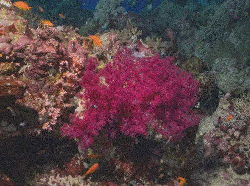 Colorful coral reef with vibrant pink coral and small orange fish swimming around.