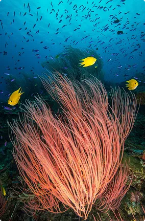 Yellow fish swimming around pink sea fan coral with many small fish in blue water background.