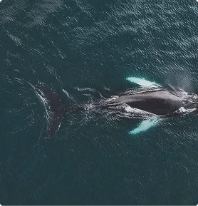 A humpback whale swimming underwater with visible pectoral fins and tail in dark ocean water.