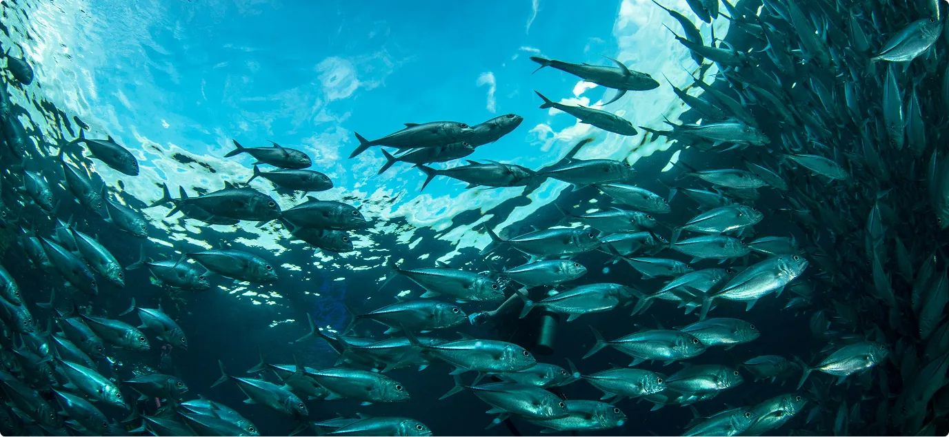 Large school of fish swimming underwater with light filtering from the surface above.