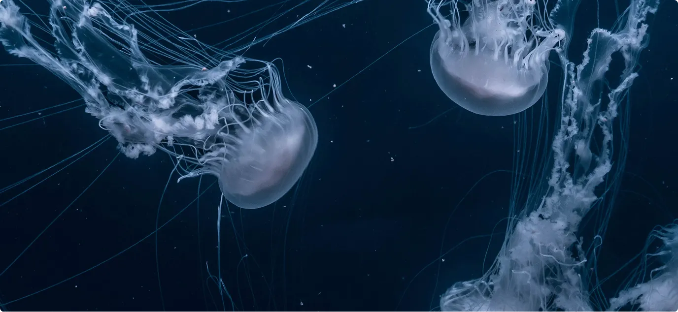 Two translucent jellyfish floating in dark blue ocean water with trailing tentacles.