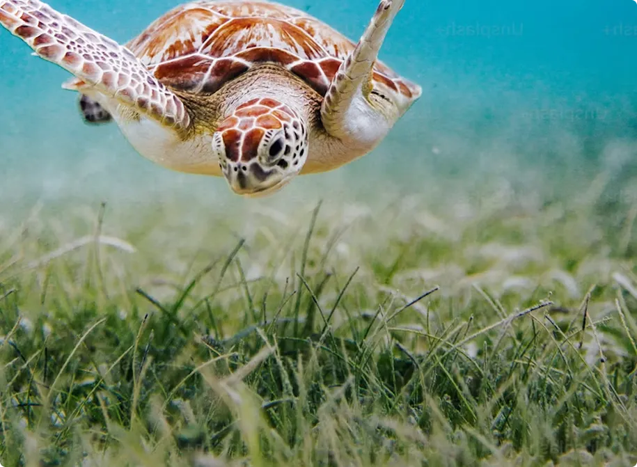 Sea turtle swimming underwater above green seagrass on the ocean floor.