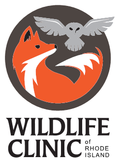 Wildlife Clinic - DEDICATED TO THE CARE OF INJURED AND ORPHANED WILDLIFE IN RHODE ISLAND