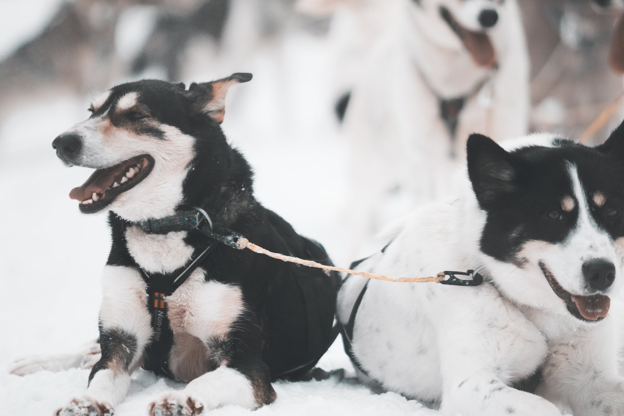 Huskies resting together at the kennel