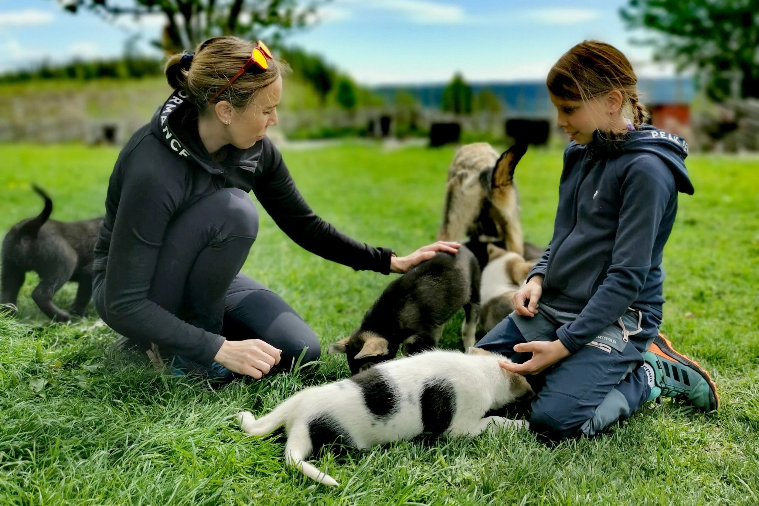 Kennel visit in Åsmarka — meeting the dogs