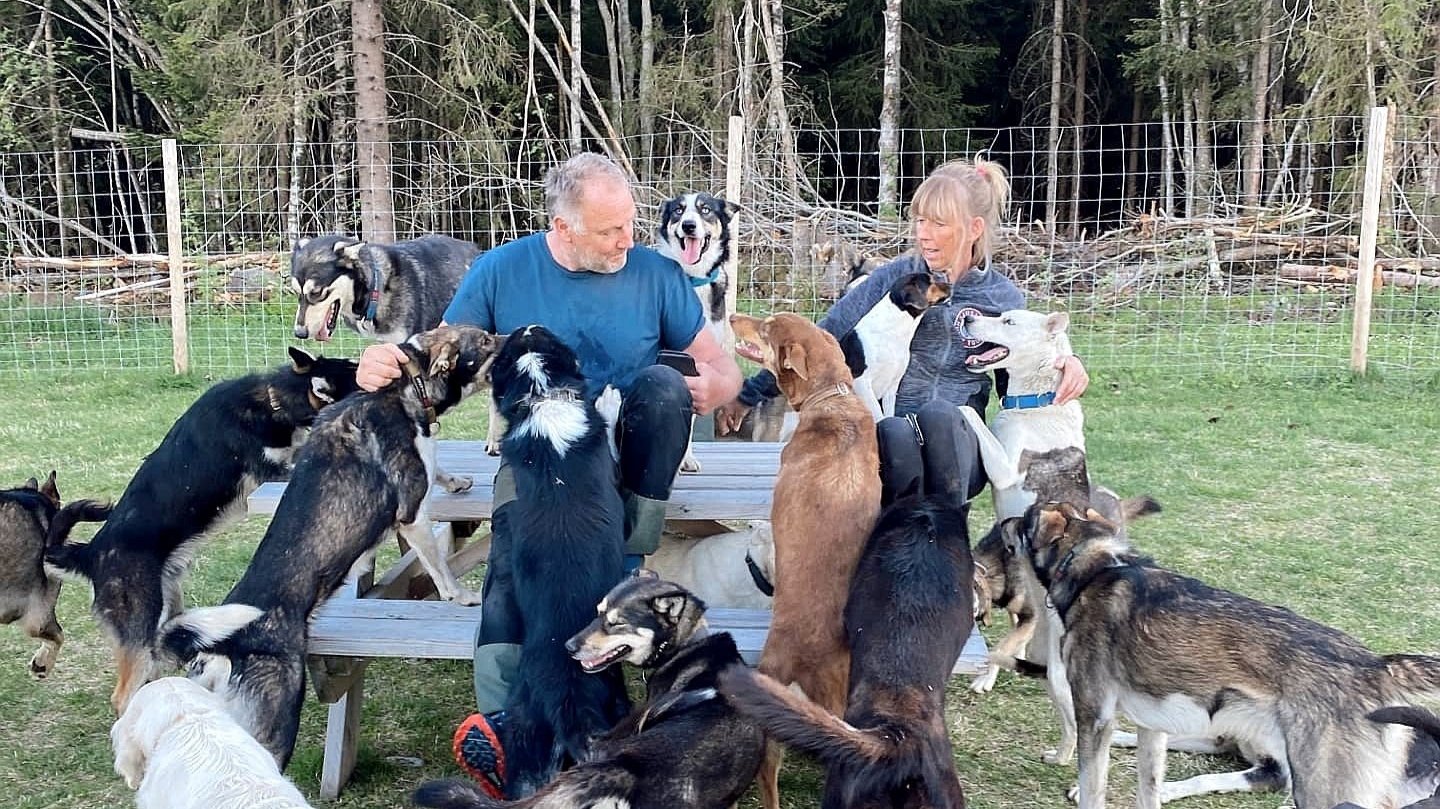 Leif Tore surrounded by huskies at the free-run area