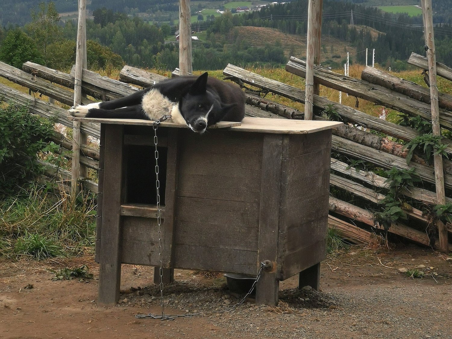 Mumrik resting on the roof of his insulated doghouse