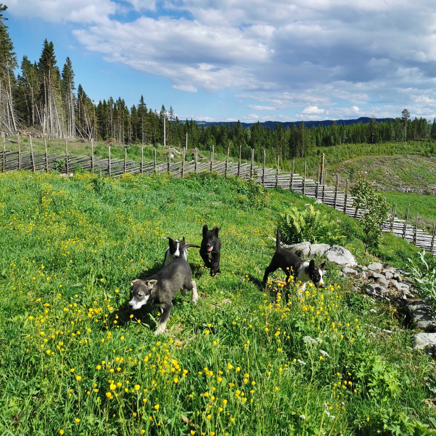 Puppies playing in the summer meadow