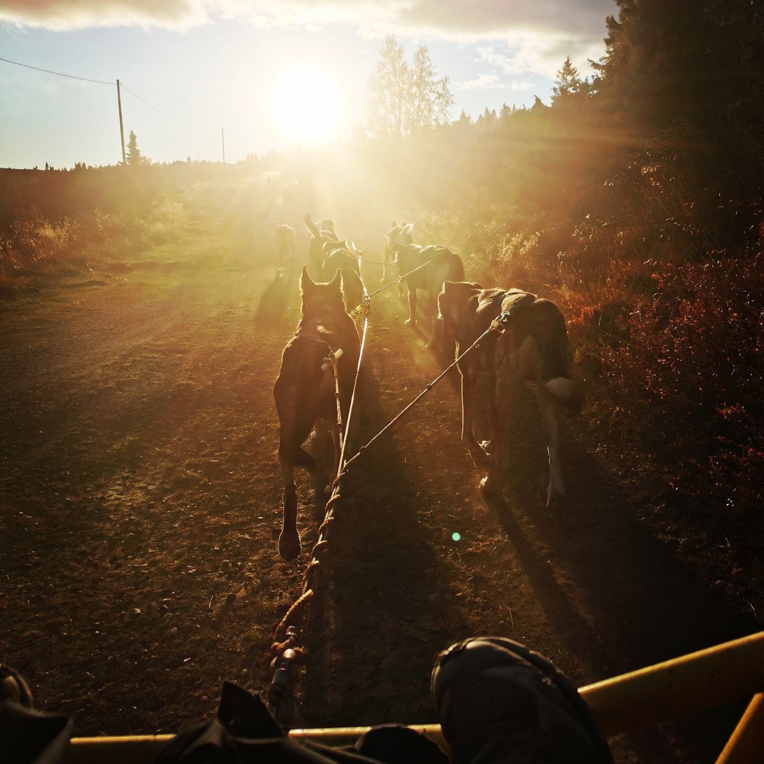 Autumn training on the dirt trail at sunset
