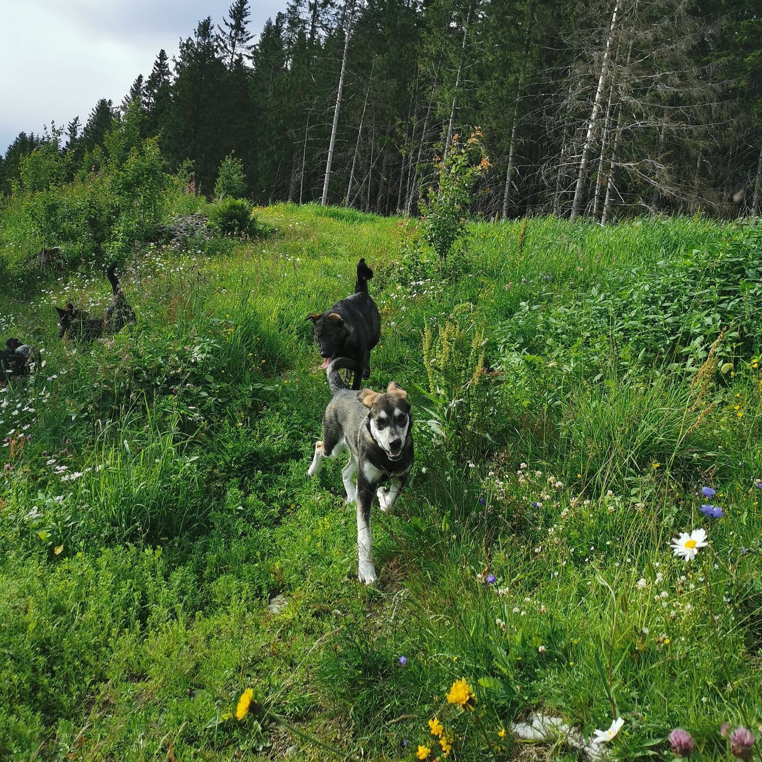 Dogs playing in the wildflower meadow