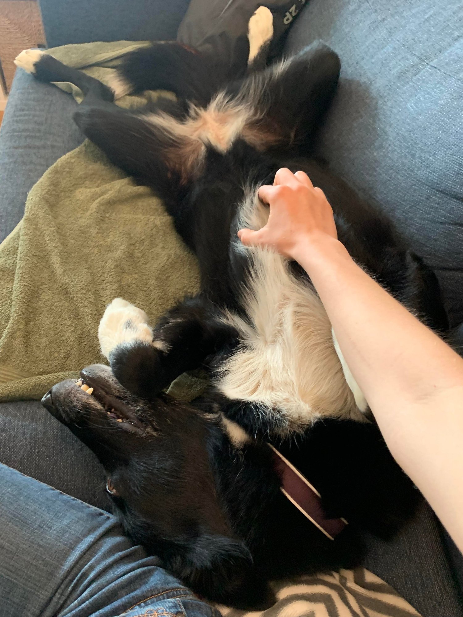 Retired sled dogs enjoying the sofa