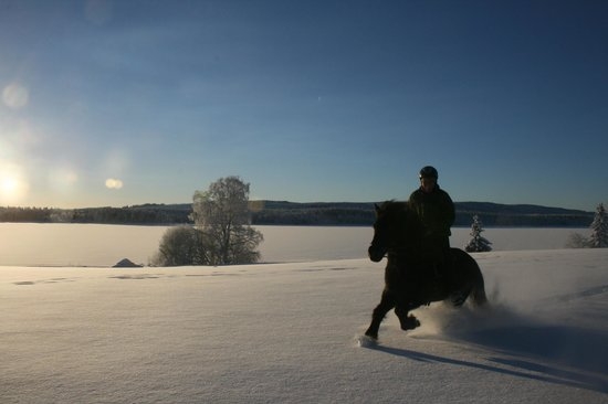 Icelandic horses at Mesna