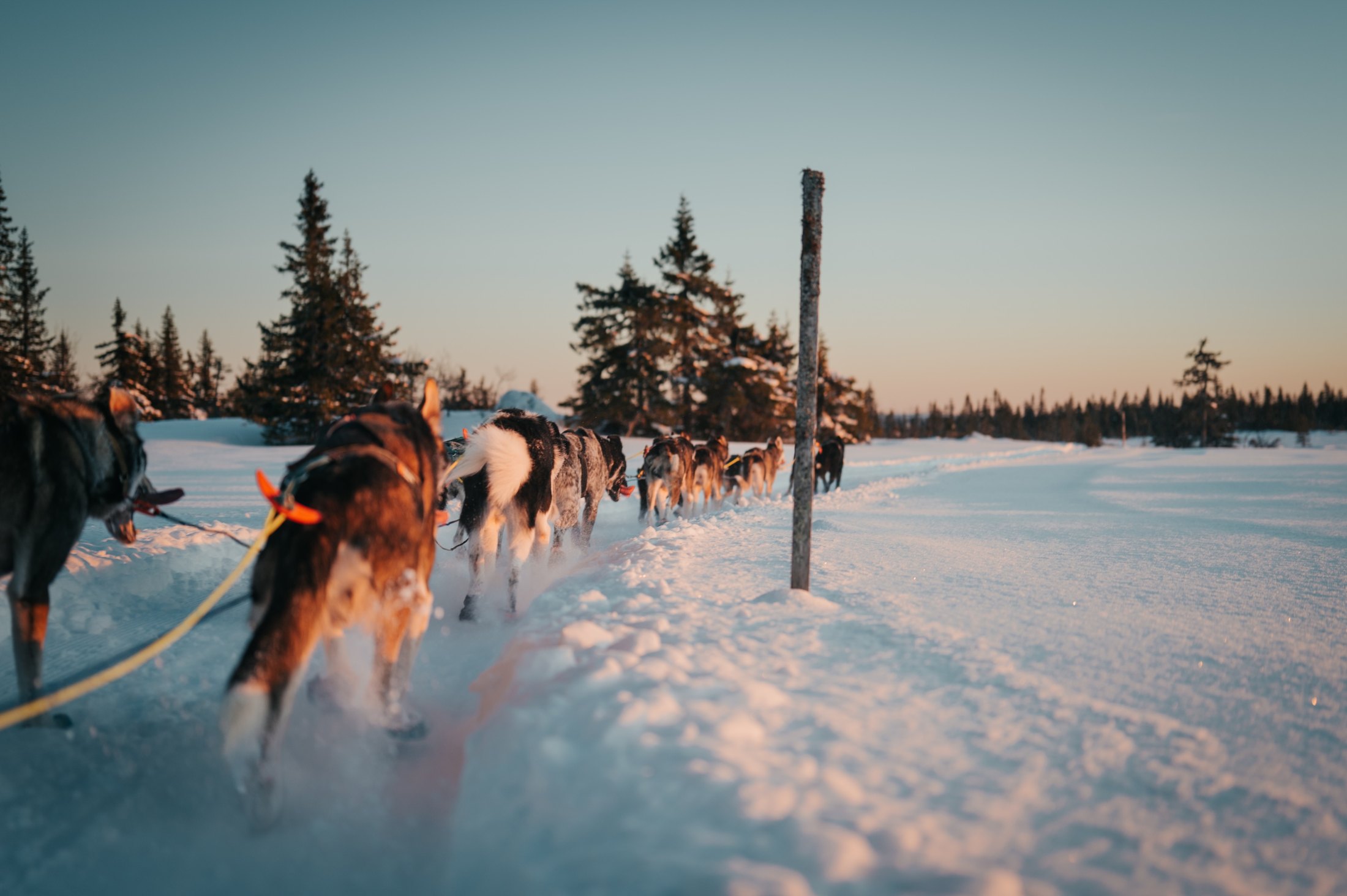 Driving the team into the low winter sun on the 30 km trail