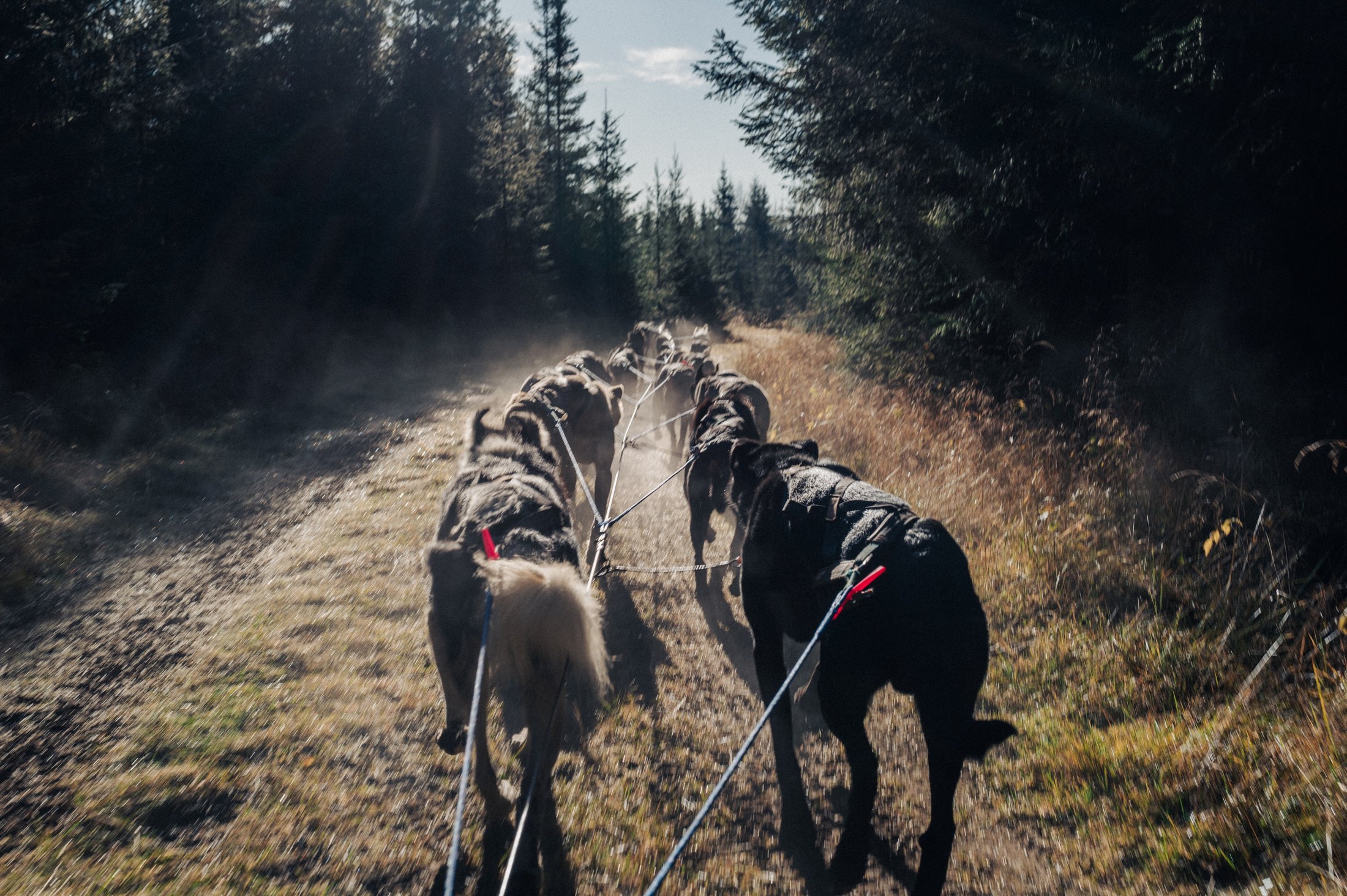 Autumn training with a big dog team