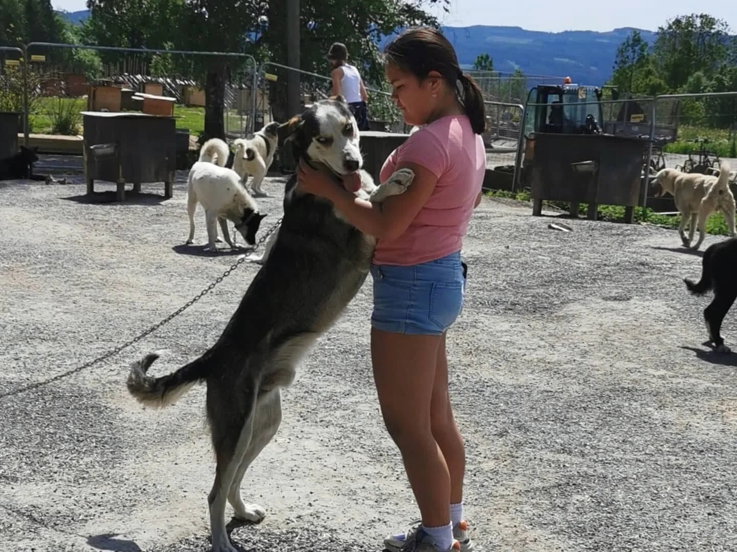 Meeting the dogs on a kennel visit in Åsmarka