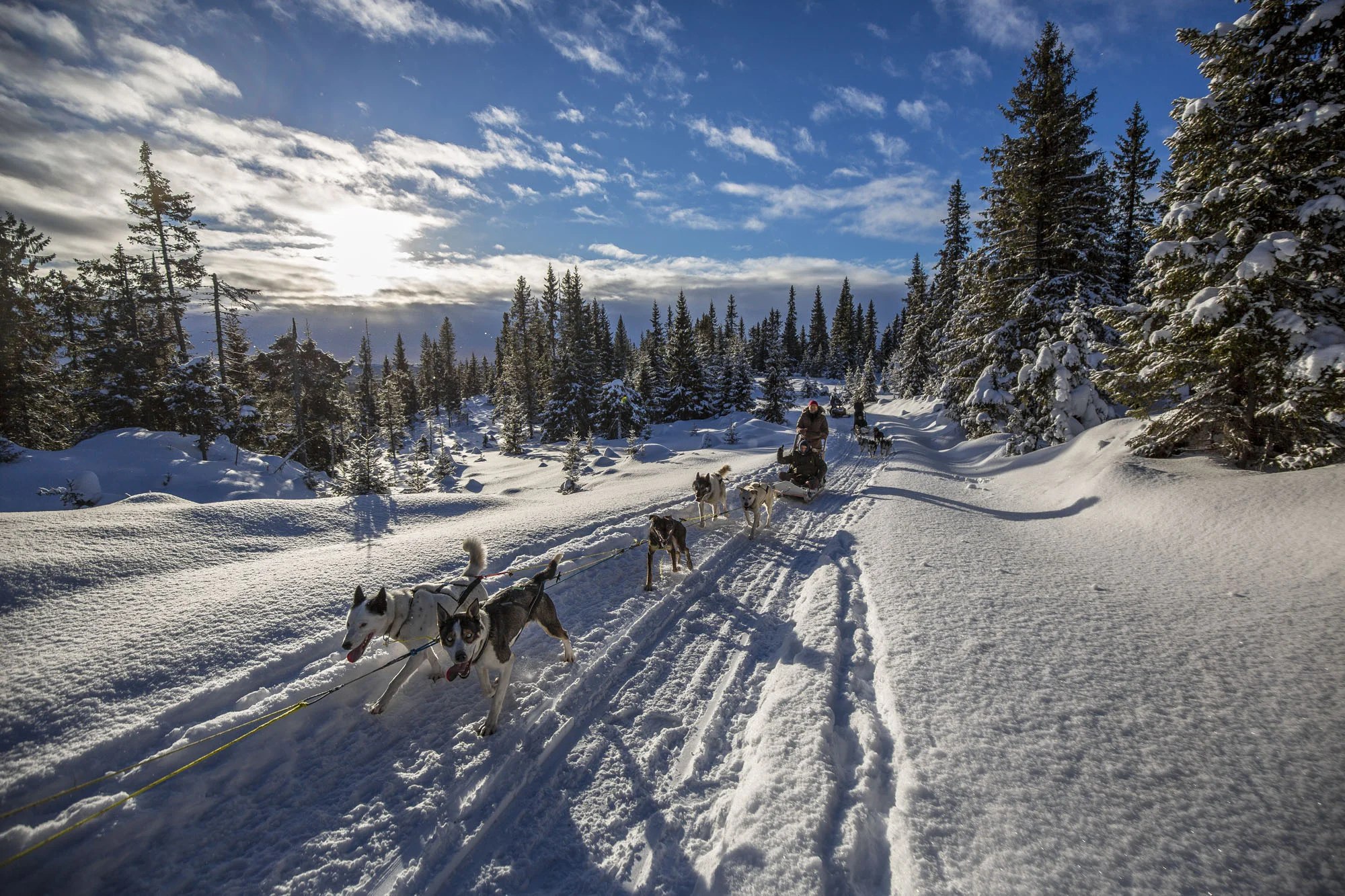 Driving your own dog team through sunny winter forest at Sjusjøen