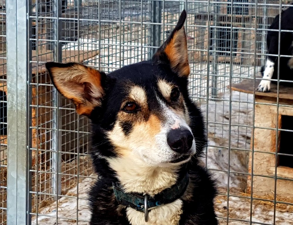 Føyke