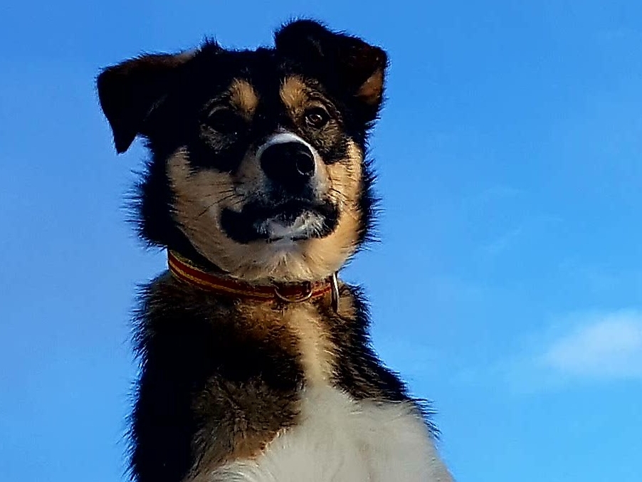 Odin