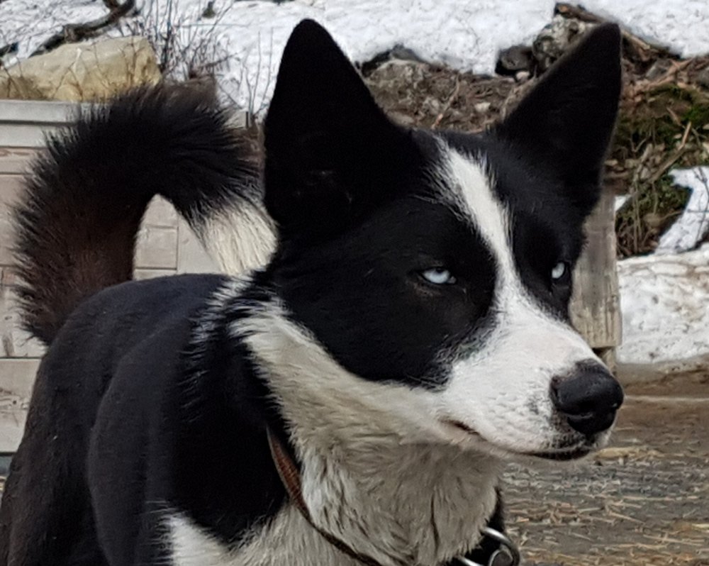 Varja
