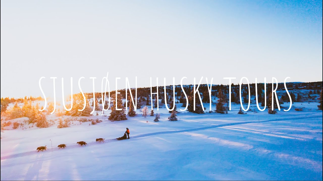 Dog team at golden hour on the Sjusjøen plateau — still from the 15 km tour film