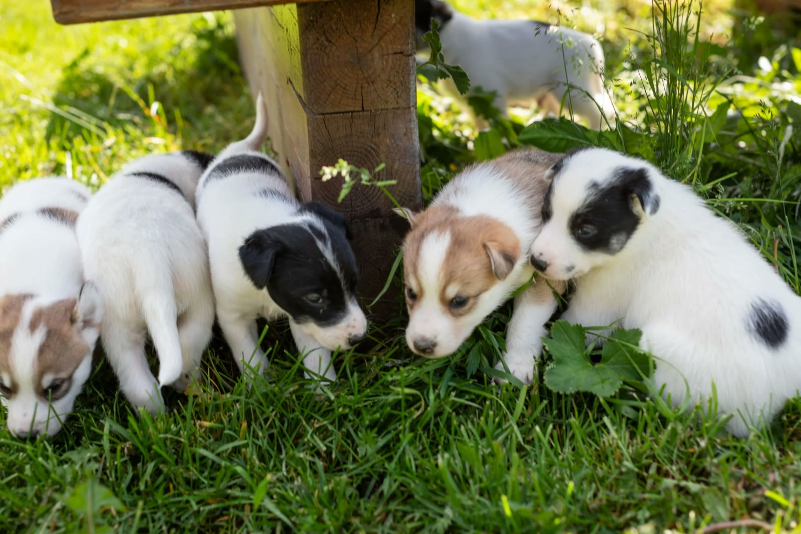 Puppies at the Sjusjøen Husky Tours kennel