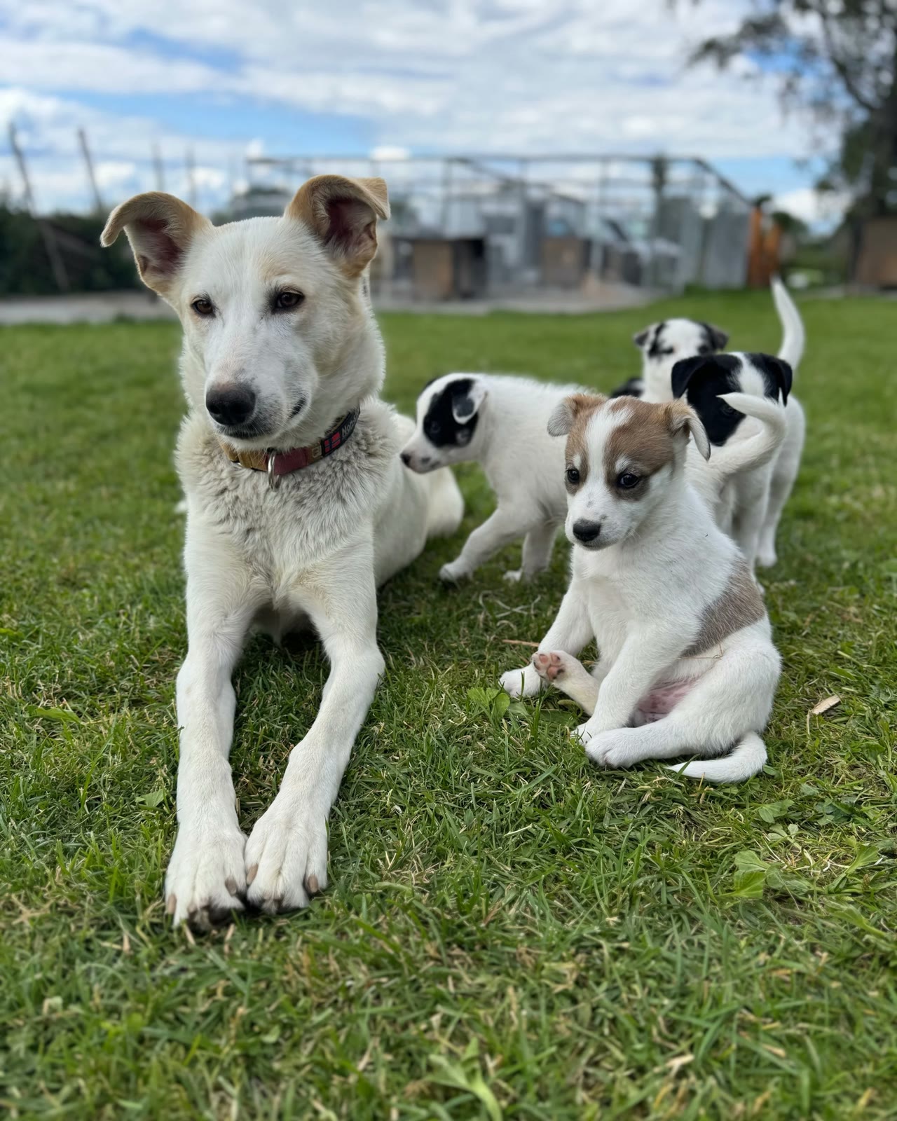 Snø with her puppies