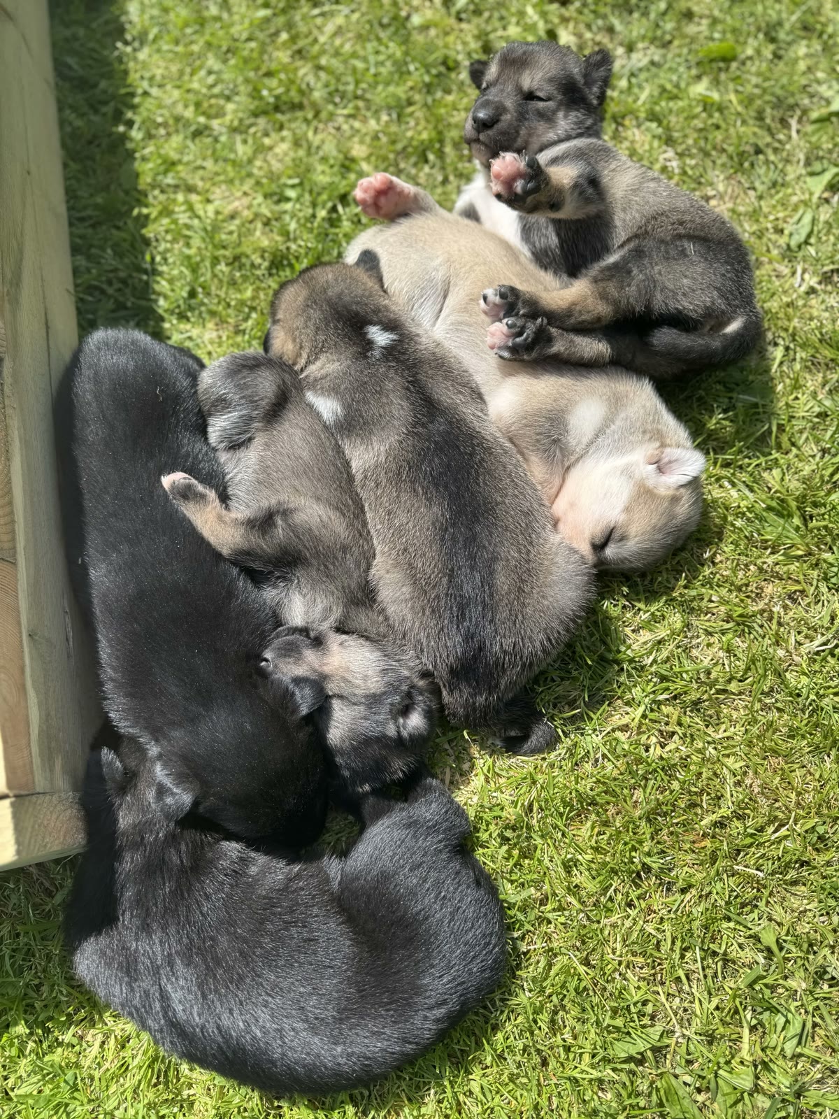 Pernille's puppies cuddling on the grass