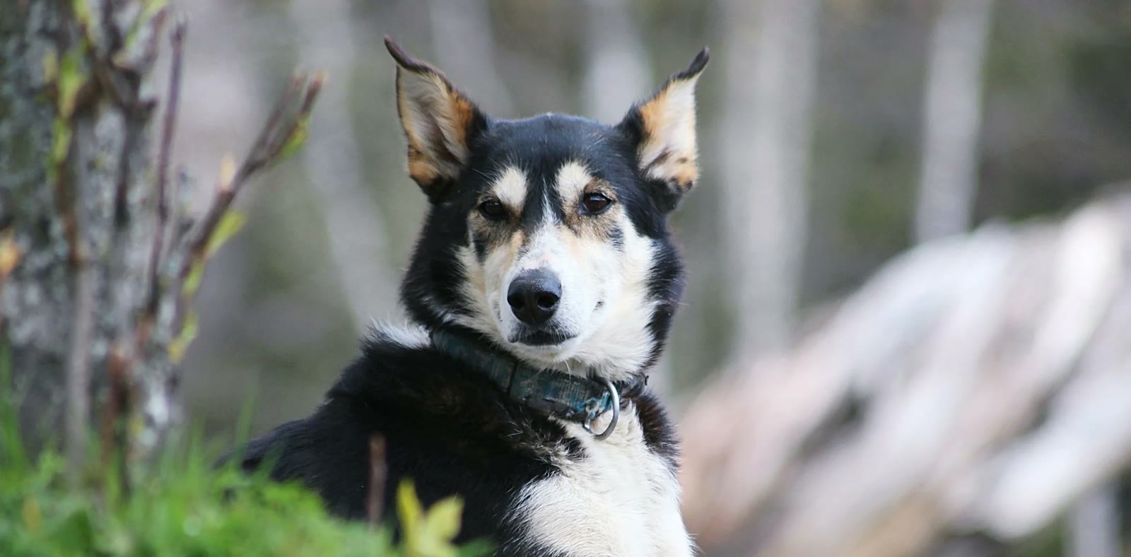A retired husky out on a walk